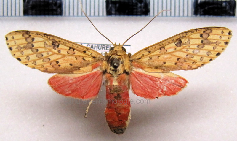    Haemaphlebiella  strigata  femelle  Jones, 1914                            