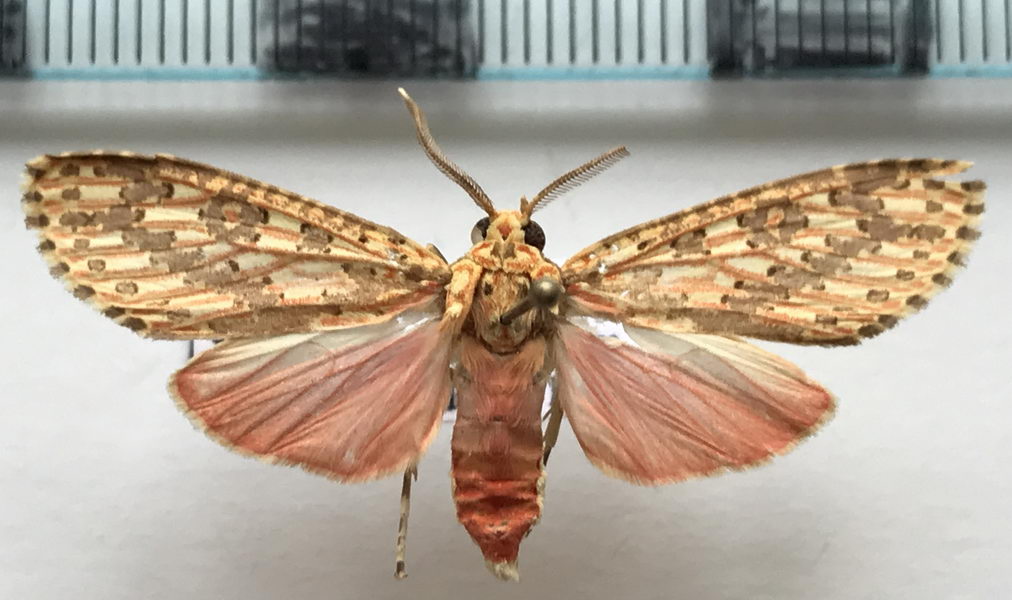   Haemaphlebiella  strigata  mâle Jones, 1914                        