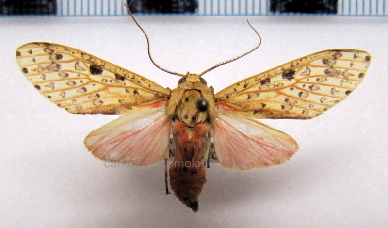 Haemaphlebiella  strigata  mâle Jones, 1914                              
