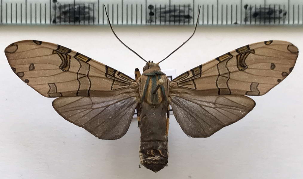   Halysidota atra   mâle    (Druce, 1884)   