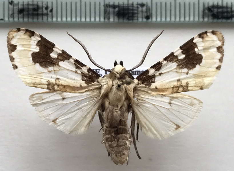  Halysidota melaleuca mâle Felder, 1874
