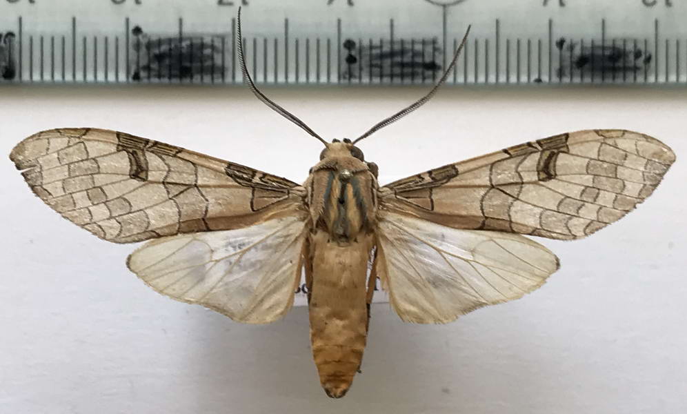   Halysidota orientalis  mâle Rothschild, 1909