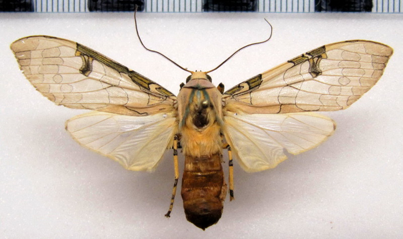  Halysidota orientalis  mâle Rothschild, 1909