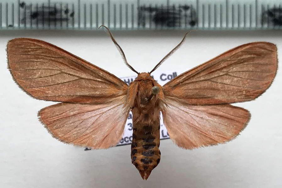  Halysidota rhoda mâle Hampson, 1901