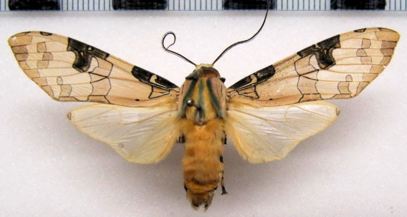    Halysidota underwoodi  mâle  Rothschild, 1909                     