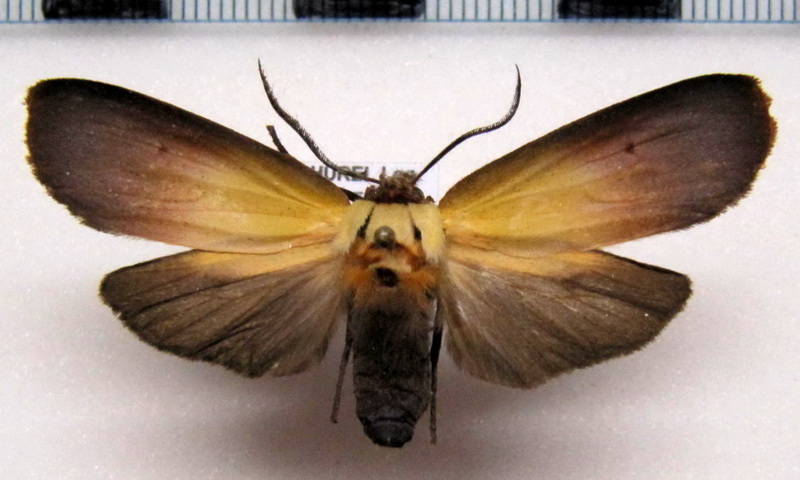 Halysidota semibrunnea  mâle   (Druce, 1906)                              