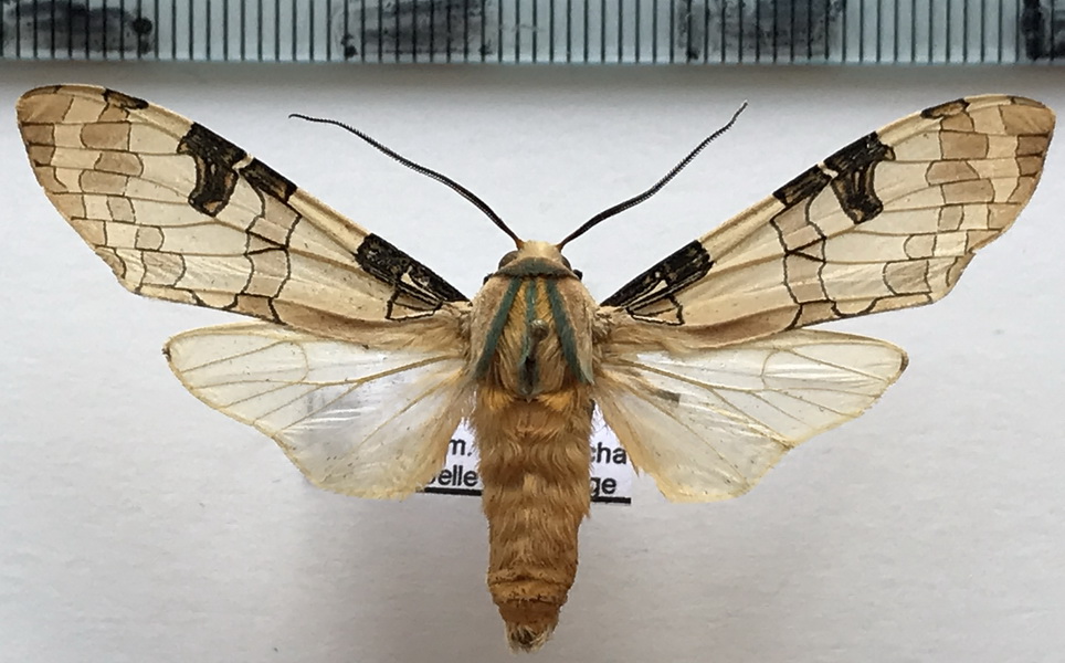  Halysidota sp 501 mâle 