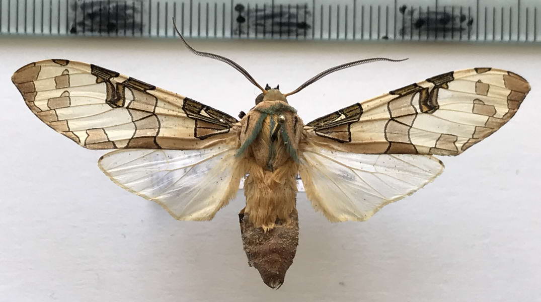  Halysidota tucumanicola mâle  Strand, 1919
