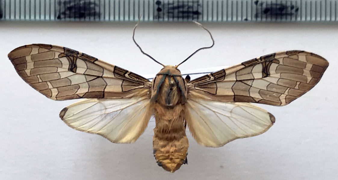   Halysidota tucumanicola mâle  Strand, 1919