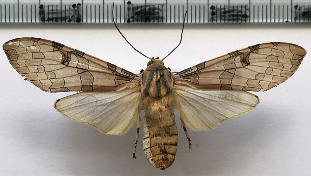   Halysidota underwoodi  mâle  Rothschild, 1909