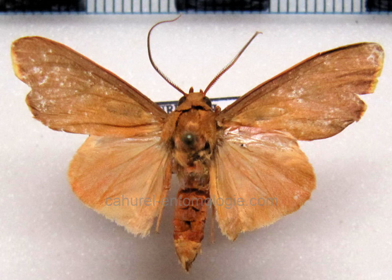    Haplonerita simplex  mâle Rothschild, 1909                            