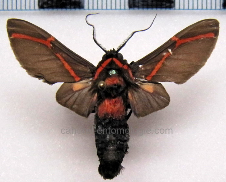  Himerarctia docis  mâle Hübner, 1831                              