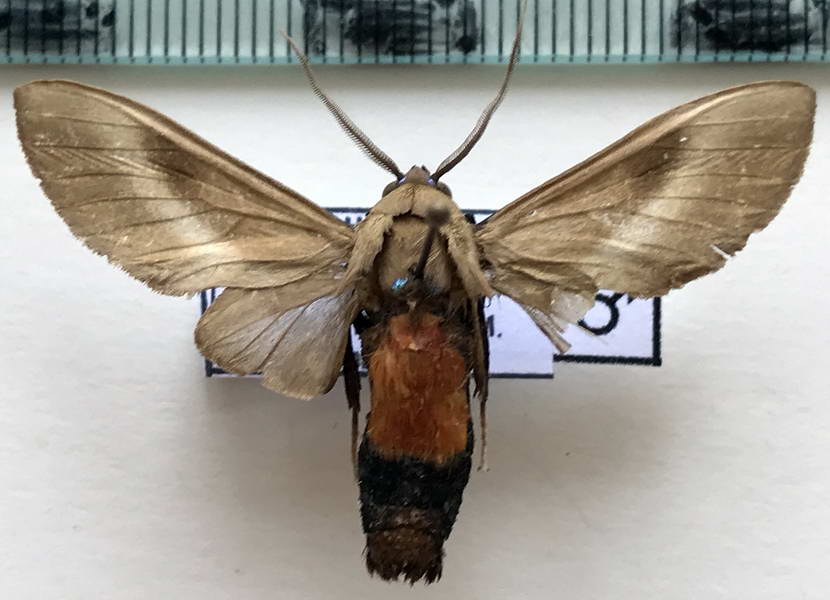  Himerarctia griseipennis mâle  (Rothschild, 1909) 