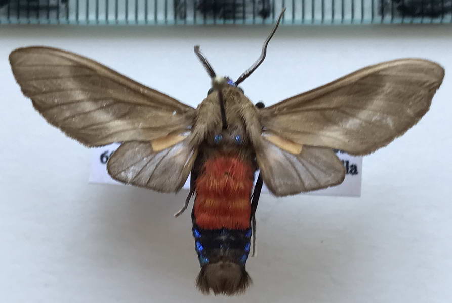  Himerarctia griseipennis mâle  (Rothschild, 1909)