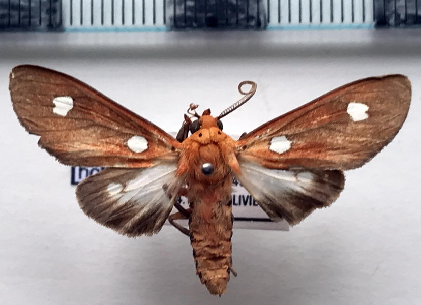  Hyperthaema hoffmannsi  mâle Rothschild, 1909                               