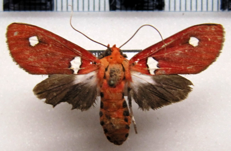 Hyperthaema hoffmannsi  femelle Rothschild, 1909                               