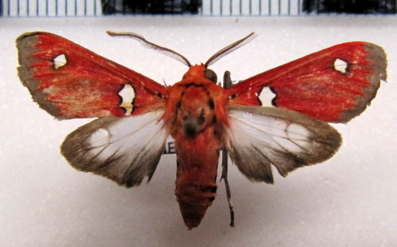 Hyperthaema hoffmannsi  mâle Rothschild, 1909                               