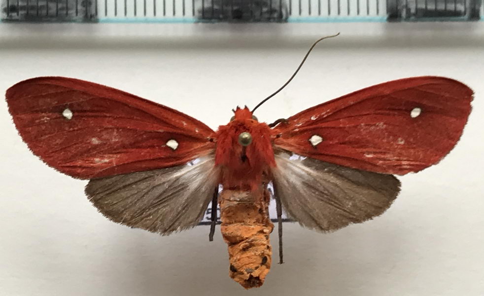   Hypethaema pulchra femelle    Rothschild, 1935