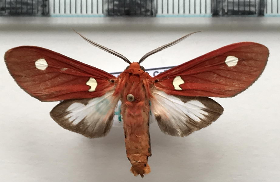  Hypethaema pulchra mâle    Rothschild, 1935