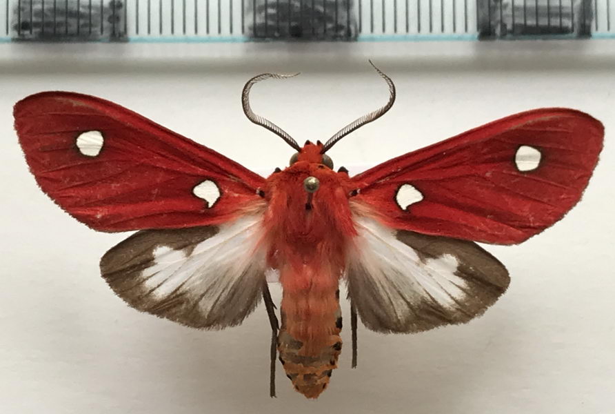   Hypethaema pulchra mâle    Rothschild, 1935
