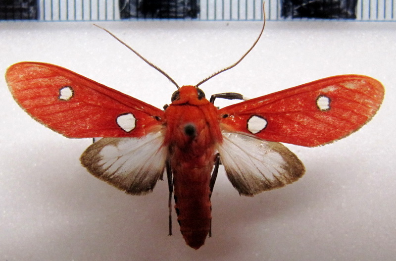 Hyperthaema ruberrima  mâle  Schaus, 1905                               