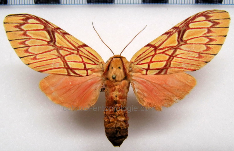  Hypidalia sanguirera sanguirera  femelle  Schaus, 1905                              