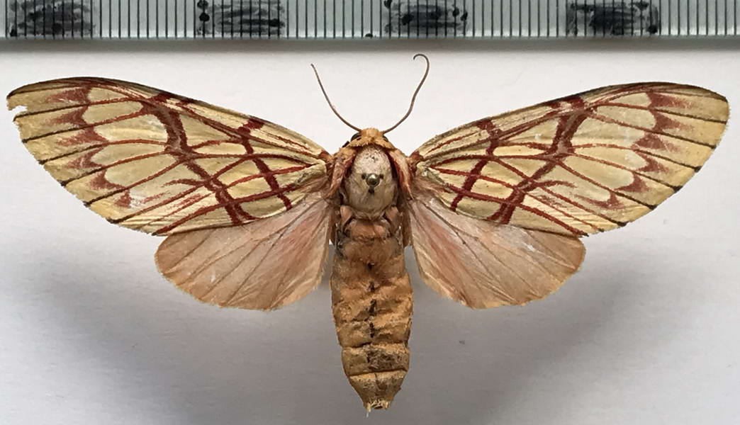  Hypidalia sanguirera sanguirera  mâle  Schaus, 1905 