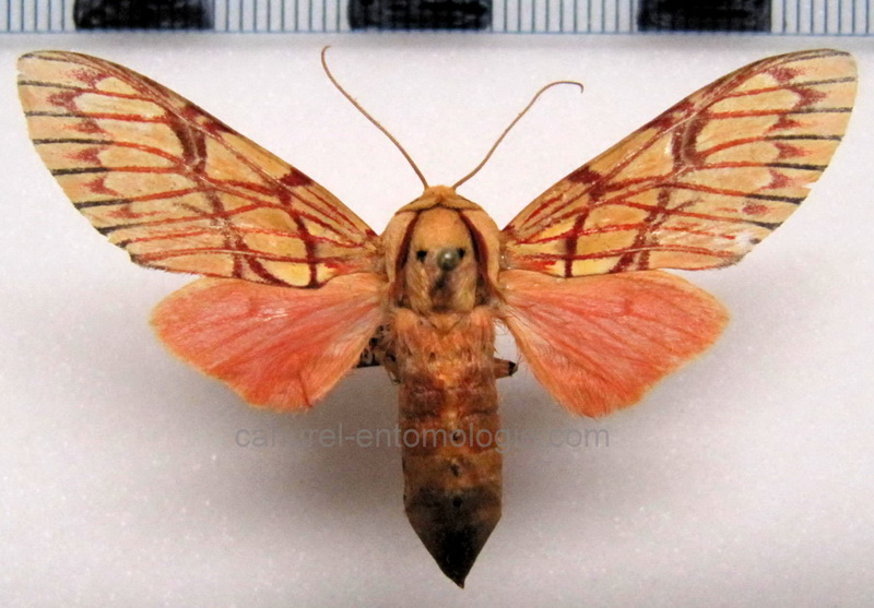 Hypidalia sanguirera sanguirera  mâle  Schaus, 1905       Schaus, 1905                               