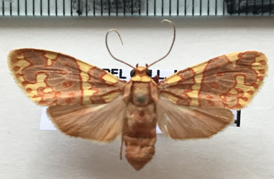   Hyponerita persimilis femelle   Rothschild, 1909