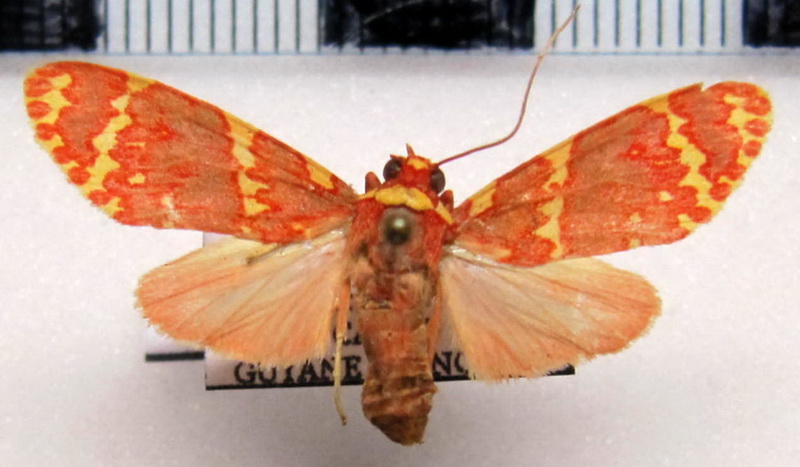    Hyponerita similis femelle  Rothschild, 1909                            