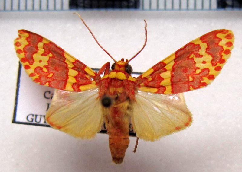   Hyponerita similis male Rothschild, 1909                             