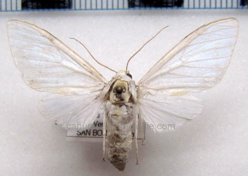 Idalus albescens   male Rothschild, 1909                               