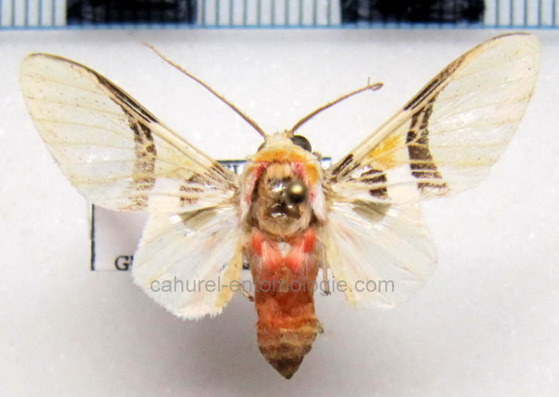  Idalus dorsalis   mâle Seitz, 1921                               
