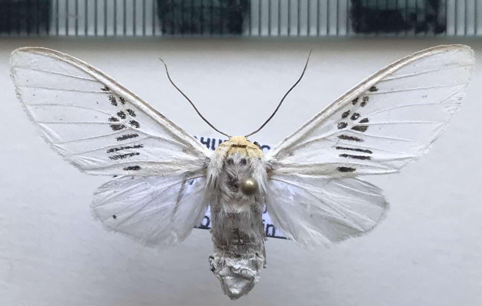   Idalus fasciipuncta mâle  Rothschild, 1909                         