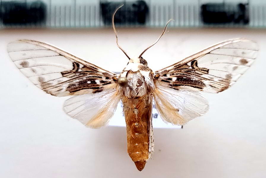  Idalus intermedia  mâle   Rothschild, 1909                          