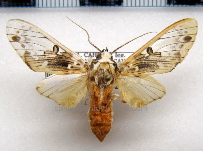 Idalus intermedia  mâle   Rothschild, 1909                               