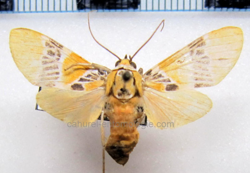   Idalus ochreata  femelle  Schaus, 1905                             