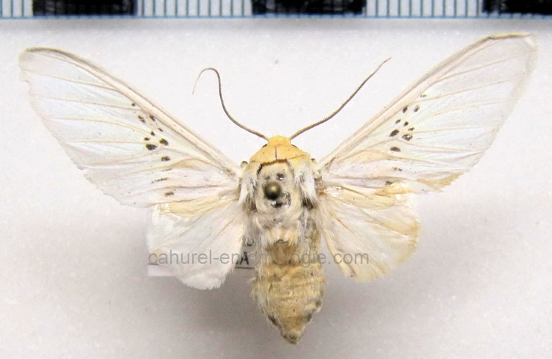 Idalus fasciipuncta mâle  Rothschild, 1909                         