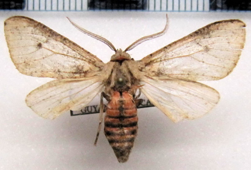  sp  04  male                               