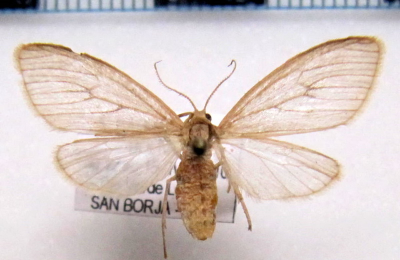 sp  03  male                                
