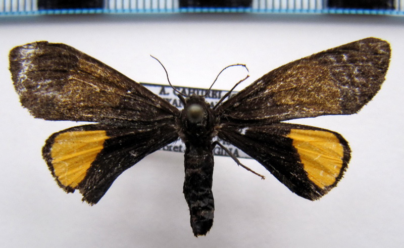   Arctiinae sp F01                             