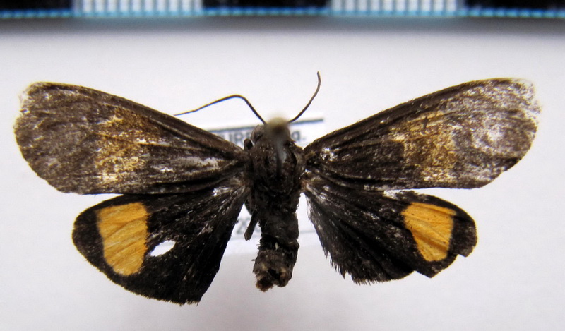   Arctiinae sp M02                                    