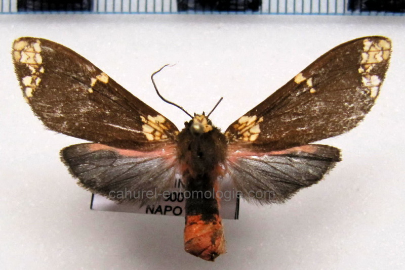  Carathis sp  male                               