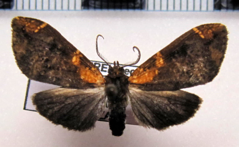  Ochrodota  sp  male  