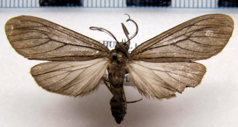 Ischnocampa lugubris  male Schaus, 1892                               