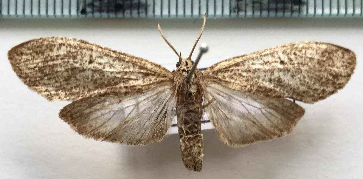  Ischnocampa perirrotata  mâle   Hampson, 1901