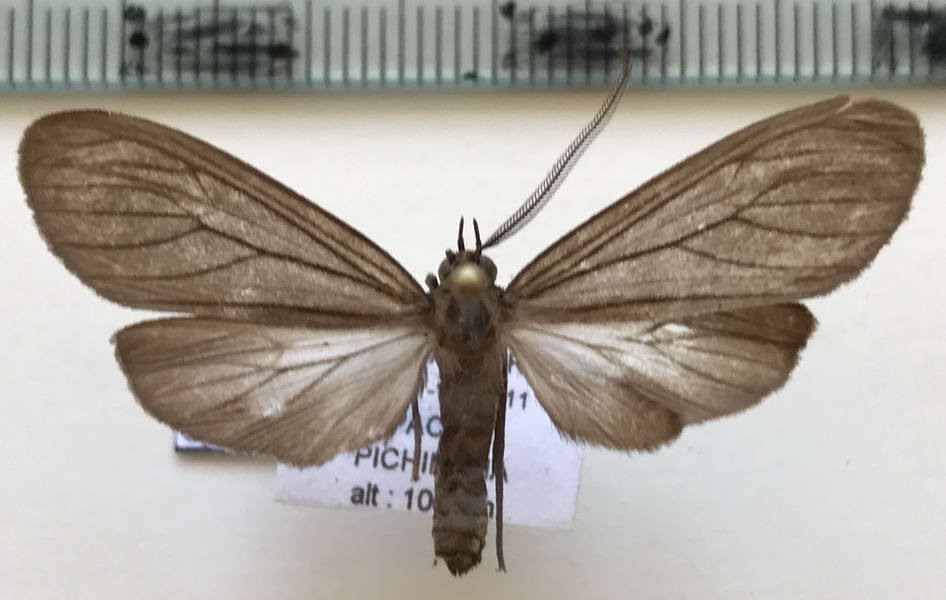  Ischnocampa tristis mâle  (Schaus, 1889)