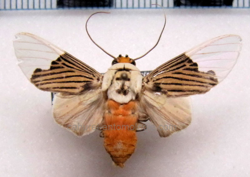 Ischnognatha semiopalina Felder, 1874                               