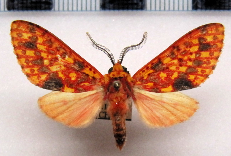 Lampruna  perflua rosea  Forme strigifera  male  Schaus, 1894                               