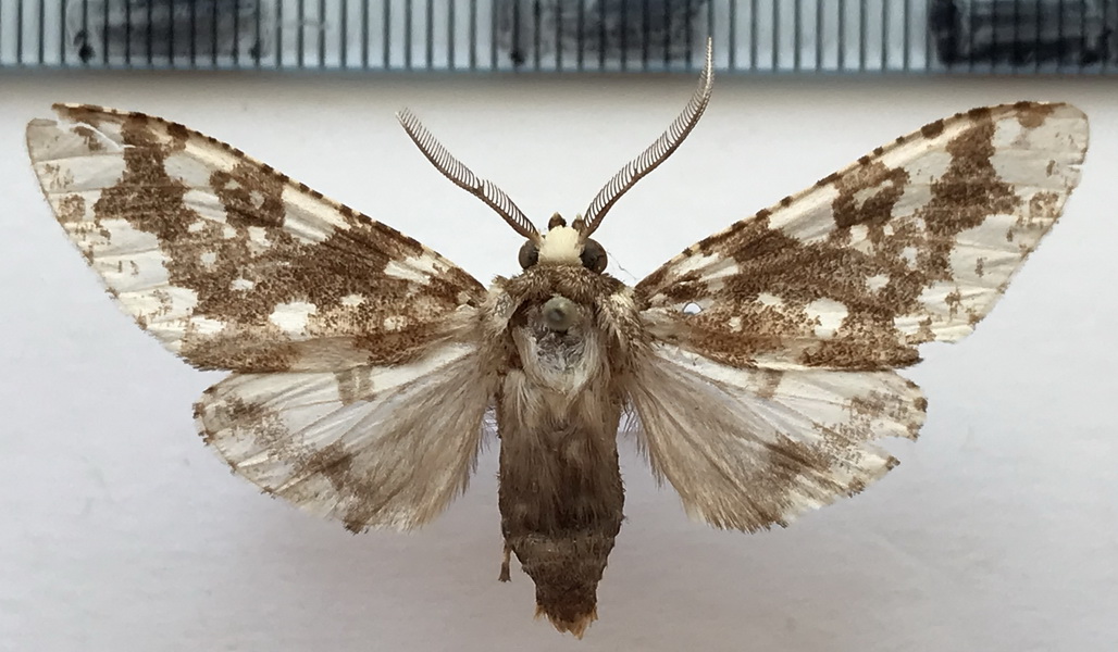  Lampruna punctata  mâle Rothschild, 1909                             